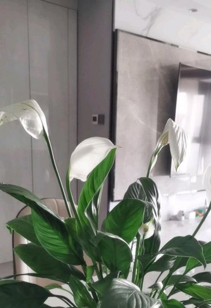 水养植物有哪些室内最好养活