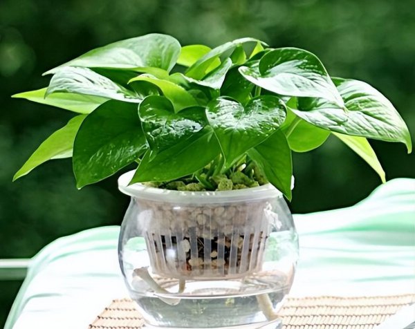 水养植物有哪些室内最好养活