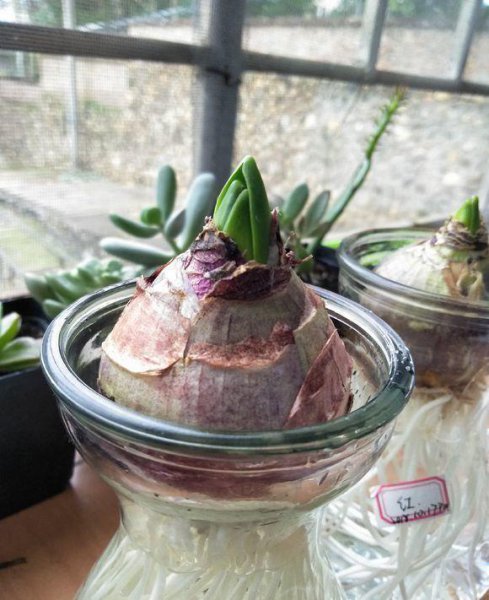 水养植物有哪些室内最好养活