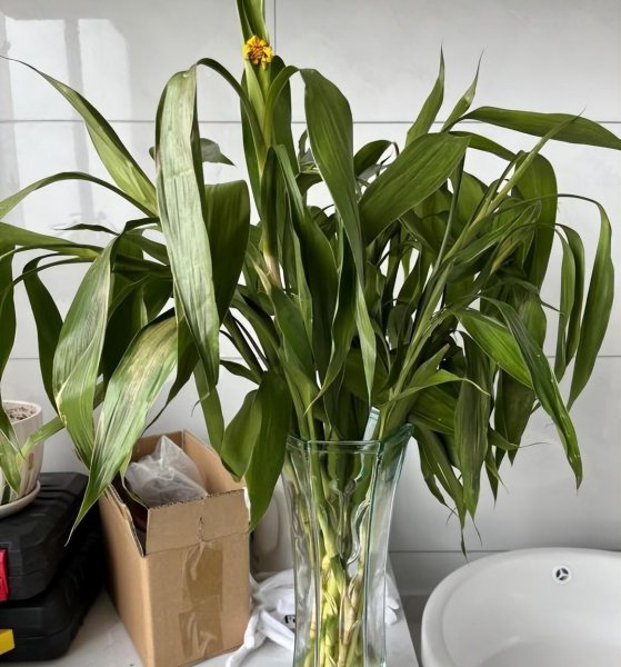 水养植物有哪些室内最好养活