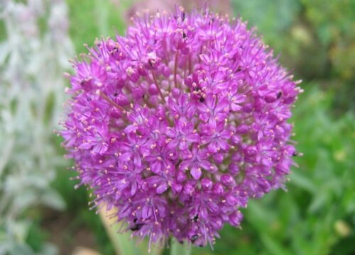 大花葱几月份种植最好