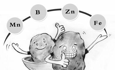 微量元素肥的主要作用和功能