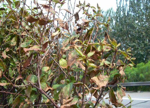 榆叶梅病虫害防治技术与方法措施