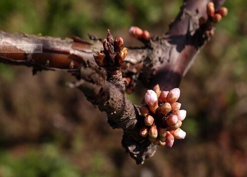 榆叶梅病虫害防治技术与方法措施