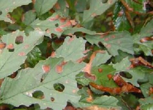 榆叶梅病虫害防治技术与方法措施