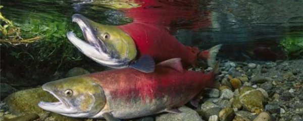 大马哈鱼和三文鱼的区别是什么