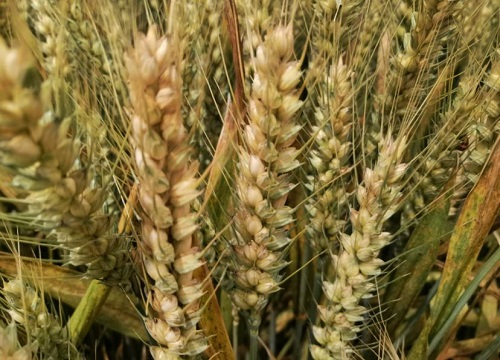 五谷丰登是哪五谷