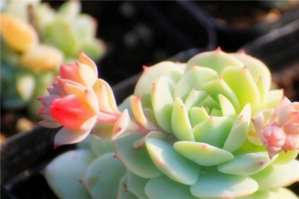 十大最难养多肉品种排名