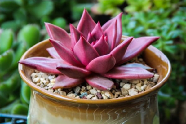 十大最难养多肉品种排名