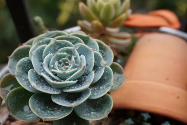 十大最难养多肉品种排名