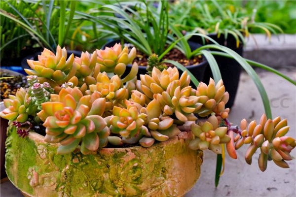 十大最难养多肉品种排名