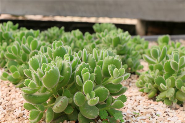 十大最难养多肉品种排名