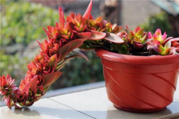 十大最难养多肉品种排名