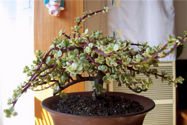 十大最难养多肉品种排名