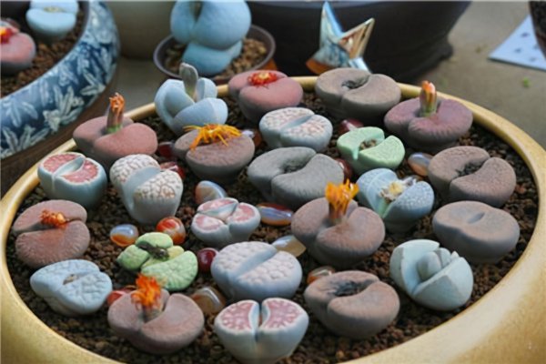 十大最难养多肉品种排名