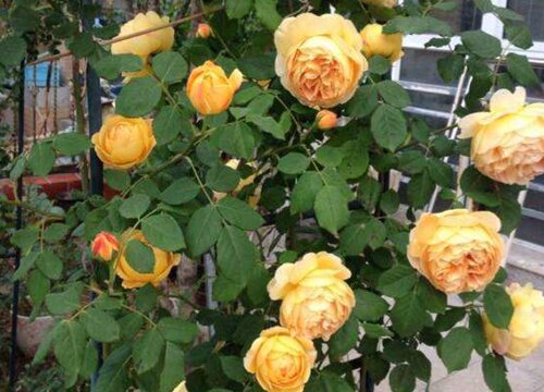 月季花如何做好防虫防病工作