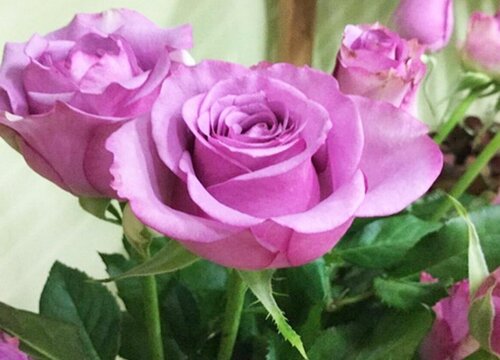 月季花如何做好防虫防病工作