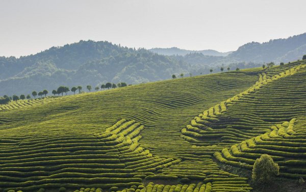 江西茶叶品牌十大名茶图片