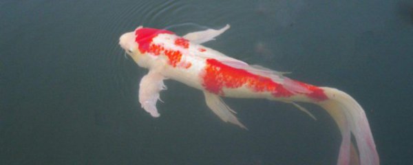 冬天怎么养锦鲤才能活跃