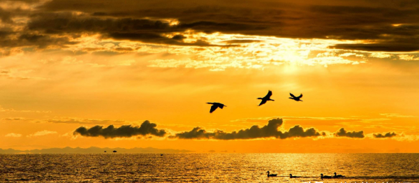 滕王阁序多少字