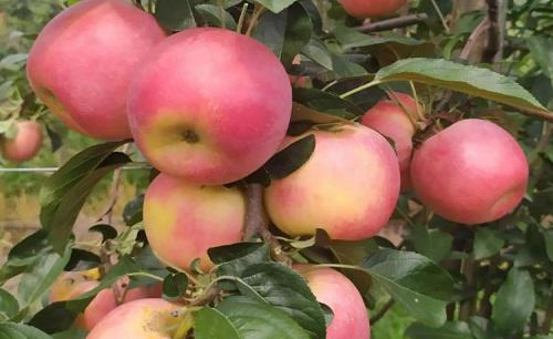 苹果树的冬剪方法