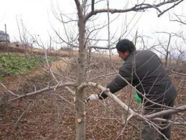 苹果树的冬剪方法