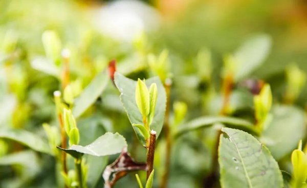 西湖龙井产于哪个地方