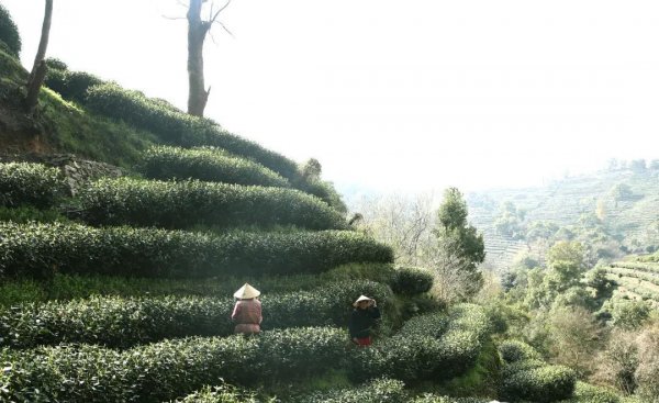 西湖龙井产于哪个地方