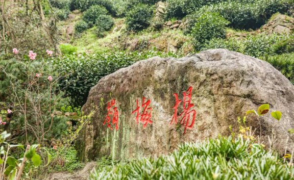 西湖龙井产于哪个地方