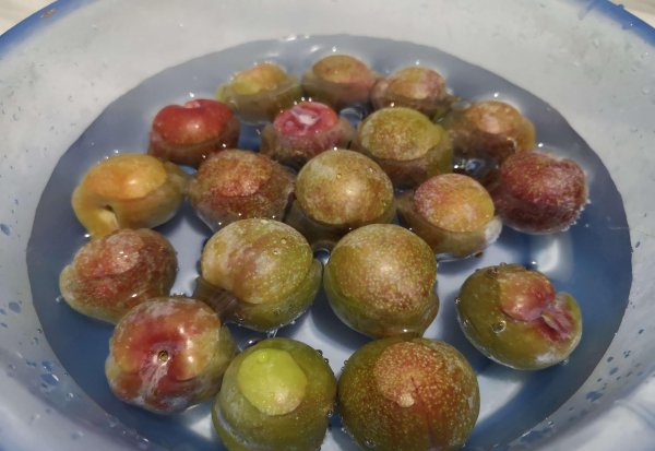 怎么腌制李子又脆又好吃的方法