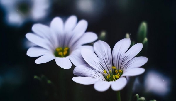 十二星座哪个星座智商最高