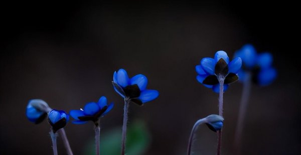 十二星座哪个星座智商最高