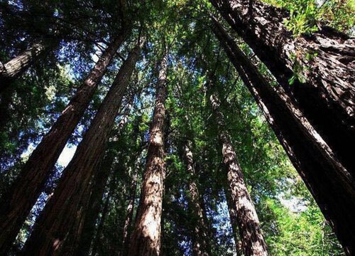 红杉树是什么树种