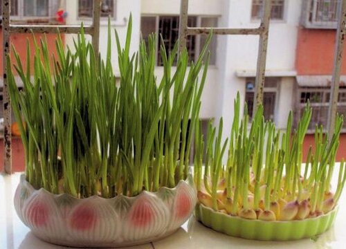 大蒜催芽方法大全
