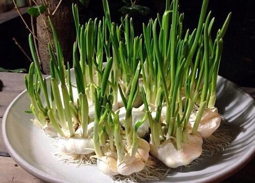 大蒜催芽方法大全