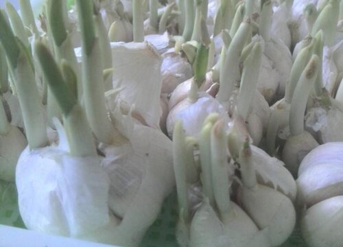 大蒜催芽方法大全