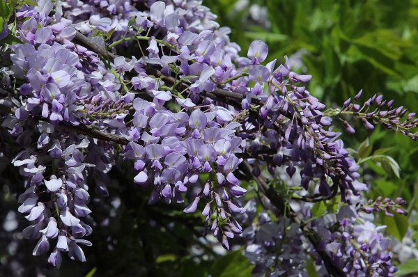 紫藤花语象征与寓意是什