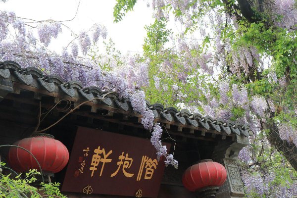 紫藤花语象征与寓意是什