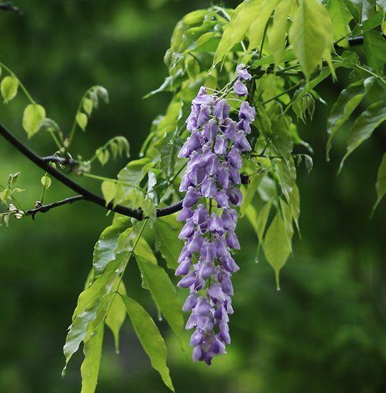 紫藤花语象征与寓意是什