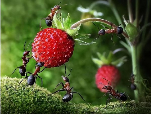 人类灭绝了下一代是什么