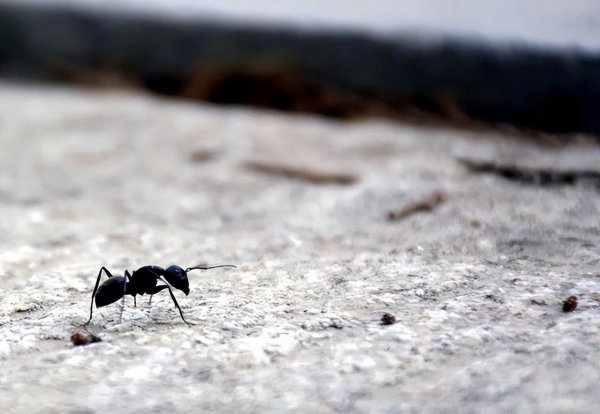 人类灭绝了下一代是什么