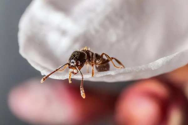 人类灭绝了下一代是什么