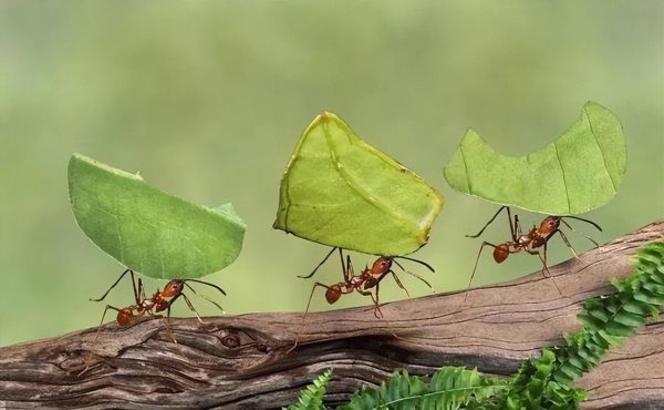 人类灭绝了下一代是什么