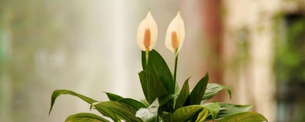 过年家里阳台摆什么花