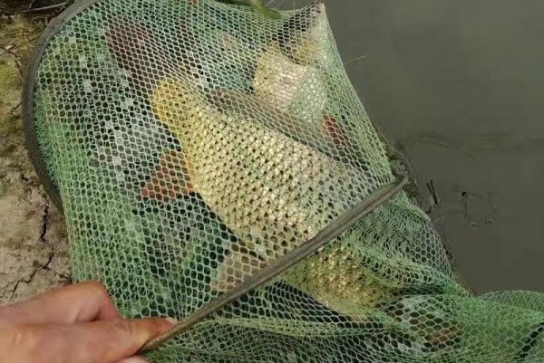 蓝鲫钓鱼的最佳配方有几种