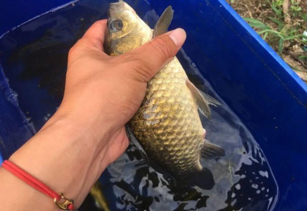 蓝鲫钓鱼的最佳配方有几种