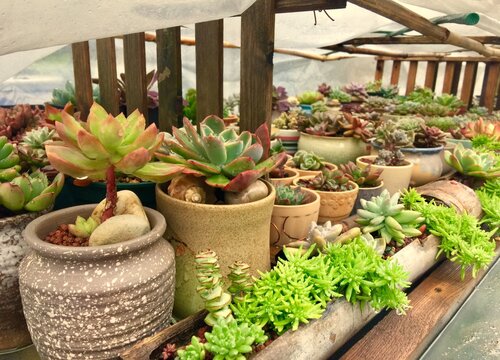 剪下来的多肉枝条如何栽种