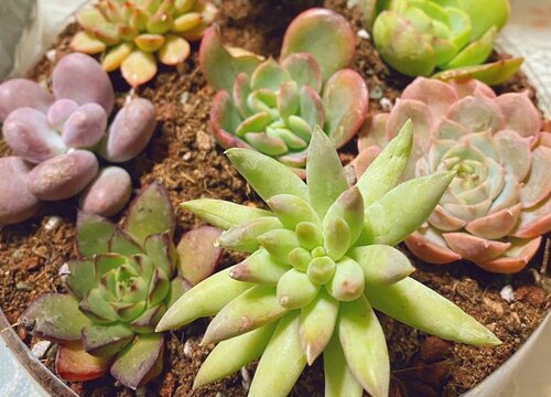 剪下来的多肉枝条如何栽种