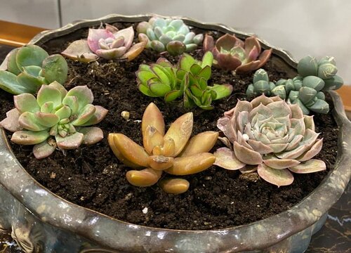 剪下来的多肉枝条如何栽种