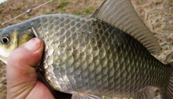 酒米窝料的制作方法和配方